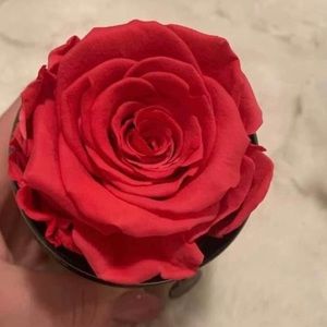 The Million Roses- Single Hot Pink Rose